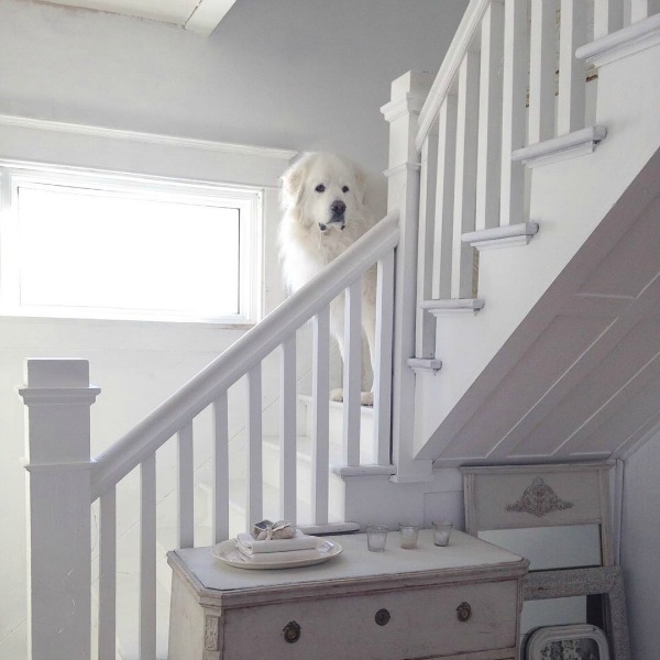 Great Pyrenees on white painted staircase in Nordic French cottage by My Petite Maison.