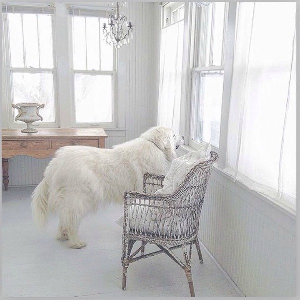 Great Pyrenees gazing out a porch window in a white Nordic French cottage by My Petite Maison.