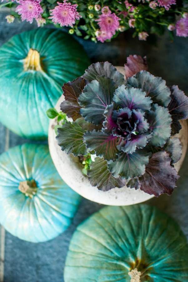 Rich teal blue and green pumpkins and kale for a vivid fall display by Gwen Moss! #bluepumpkins #fallcenterpiece #falldecor #turquoise