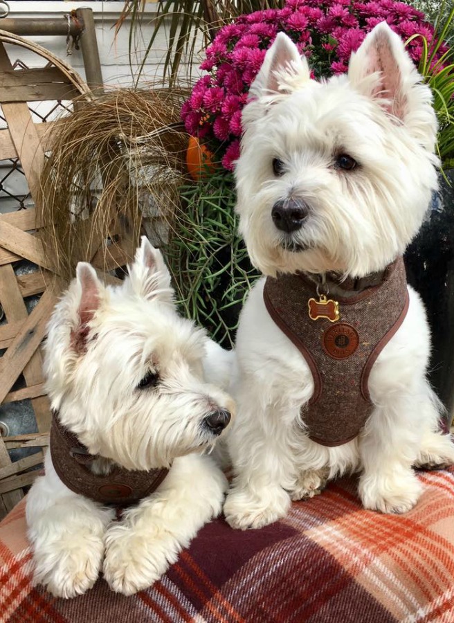 Beautiful West Highland Terriers Westies in sweaters at Trove Vintage! #westies #shopdogs #dogsweater 