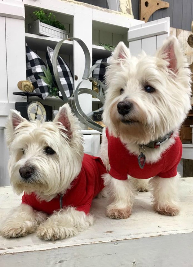 Beautiful West Highland Terriers Westies in sweaters at Trove Vintage! #westies #shopdogs #dogsweater