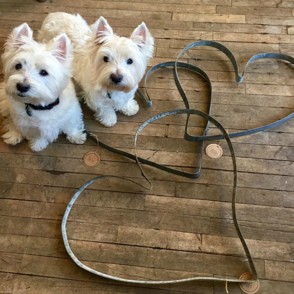 Beautiful West Highland Terriers Westies in sweaters at Trove Vintage! #westies #shopdogs #westhighlandterrier