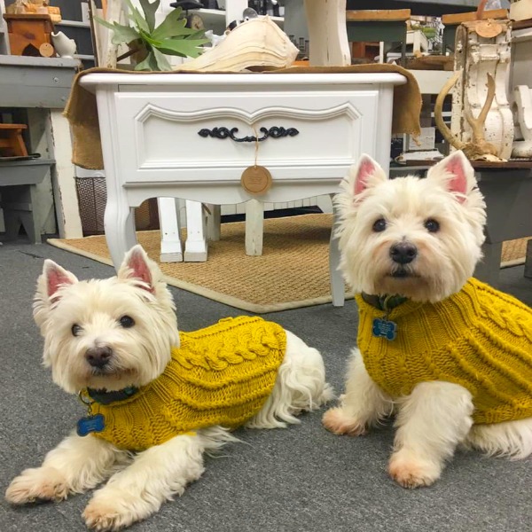 Beautiful West Highland Terriers Westies in sweaters at Trove Vintage! #westies #shopdogs #dogsweater