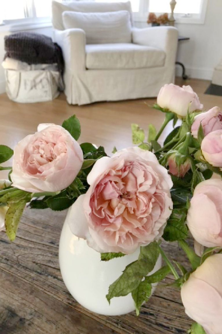 Blush pink Francis Meilland garden roses in my living room - Hello Lovely Studio.