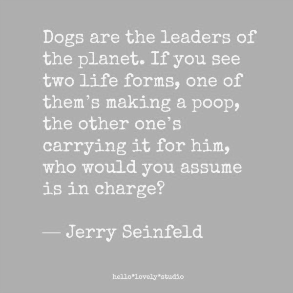 Funny dog quote and pet humor on Hello Lovely Studio. #humorquores #petquote #dogquotes