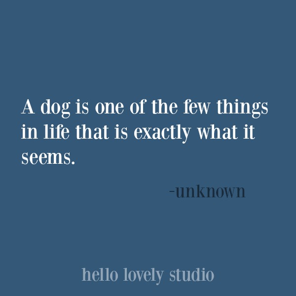 Heartwarming quote about dogs. #hellolovelystudio #dogquote #quotes #dogs