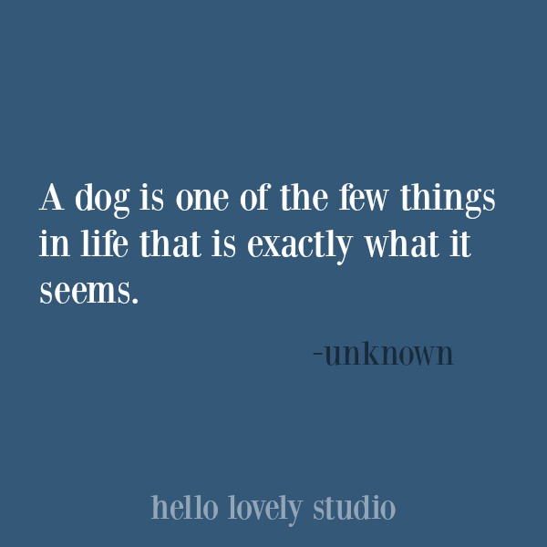 Heartwarming quote about dogs. #hellolovelystudio #dogquote #quotes #dogs