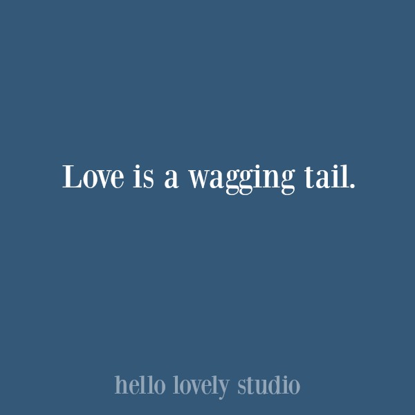 Heartwarming quote about dogs. #hellolovelystudio #dogquote #quotes #dogs