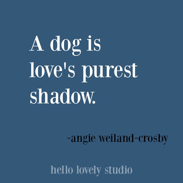 Heartwarming quote about dogs. #hellolovelystudio #dogquote #quotes #dogs