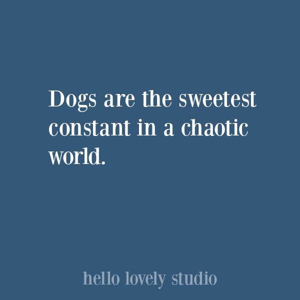 Heartwarming quote about dogs. #hellolovelystudio #dogquote #quotes #dogs