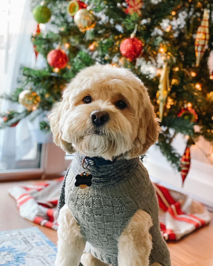 Sweet cockapoo in sweater with Christmas Tree - Ollie the Cockapoo.