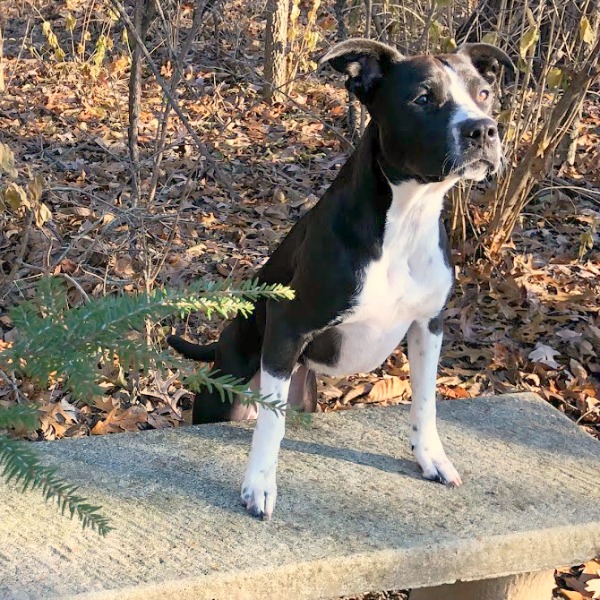 Rescue puppy mixed breed - Hello Lovely Studio.