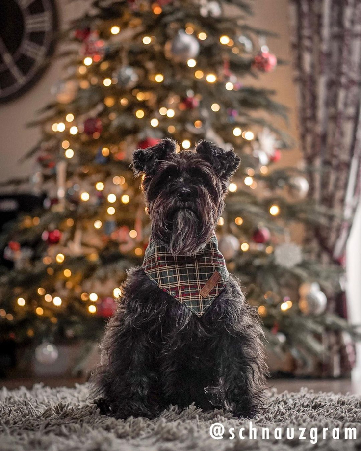 Schnauzer with tartan bandana near Christmas tree - Schnauzgram.