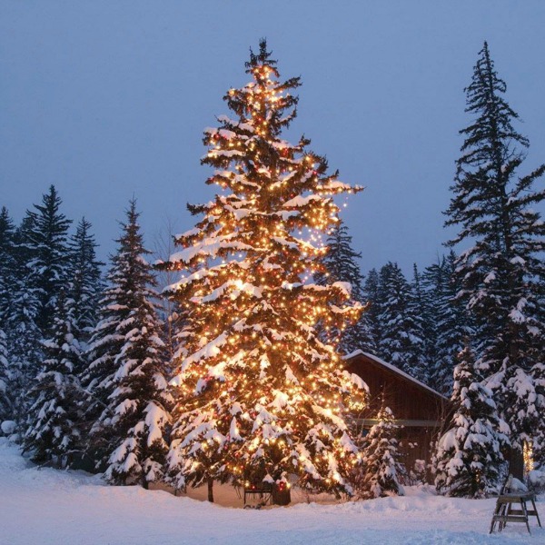 Magnificent evergreen tree decorated for Christmas in mountains - Sundance Catalog. #christmastree #mountainchristmas #naturalchristmastree