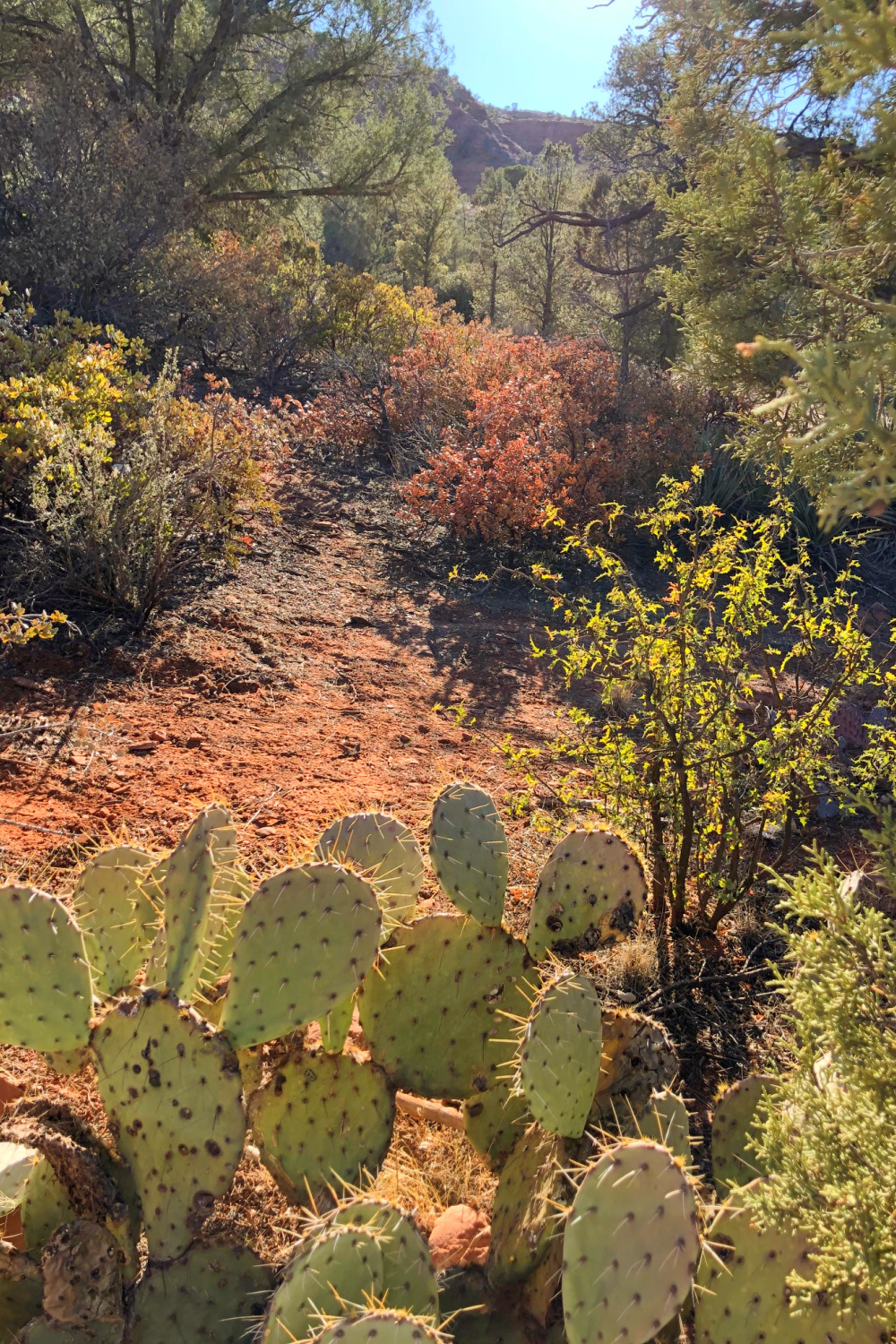 Arizona and Southwest landscape beauty with Saguaro cacti, mountains, and desert plants - Hello Lovely Studio.