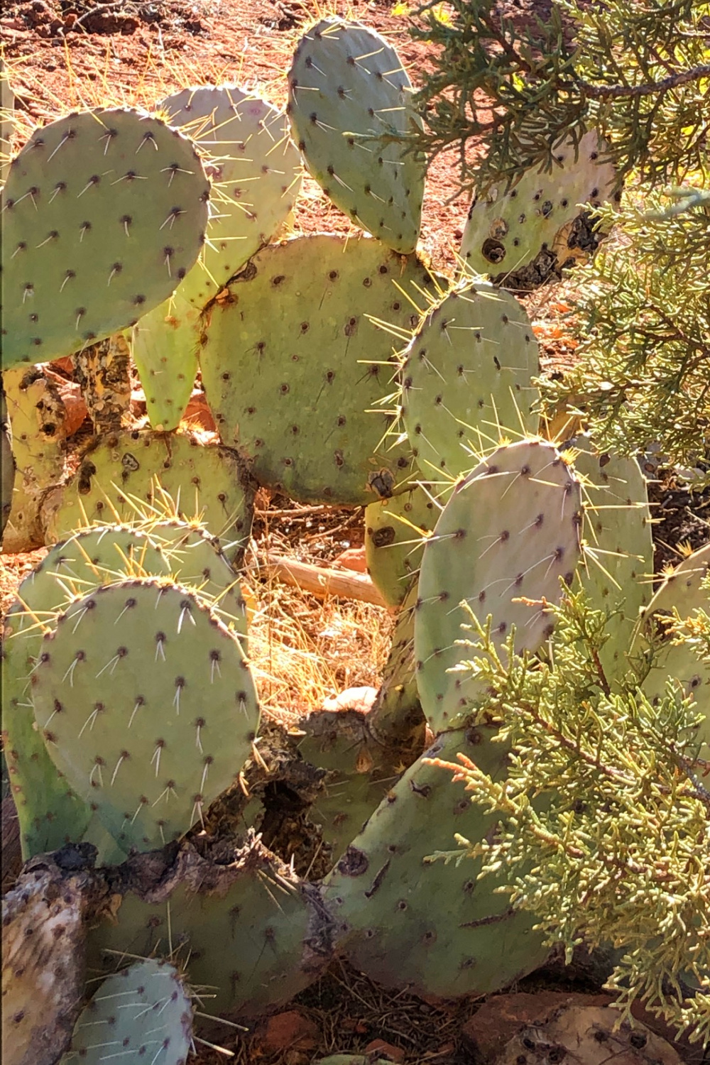 Arizona and Southwest landscape beauty with Saguaro cacti, mountains, and desert plants - Hello Lovely Studio.