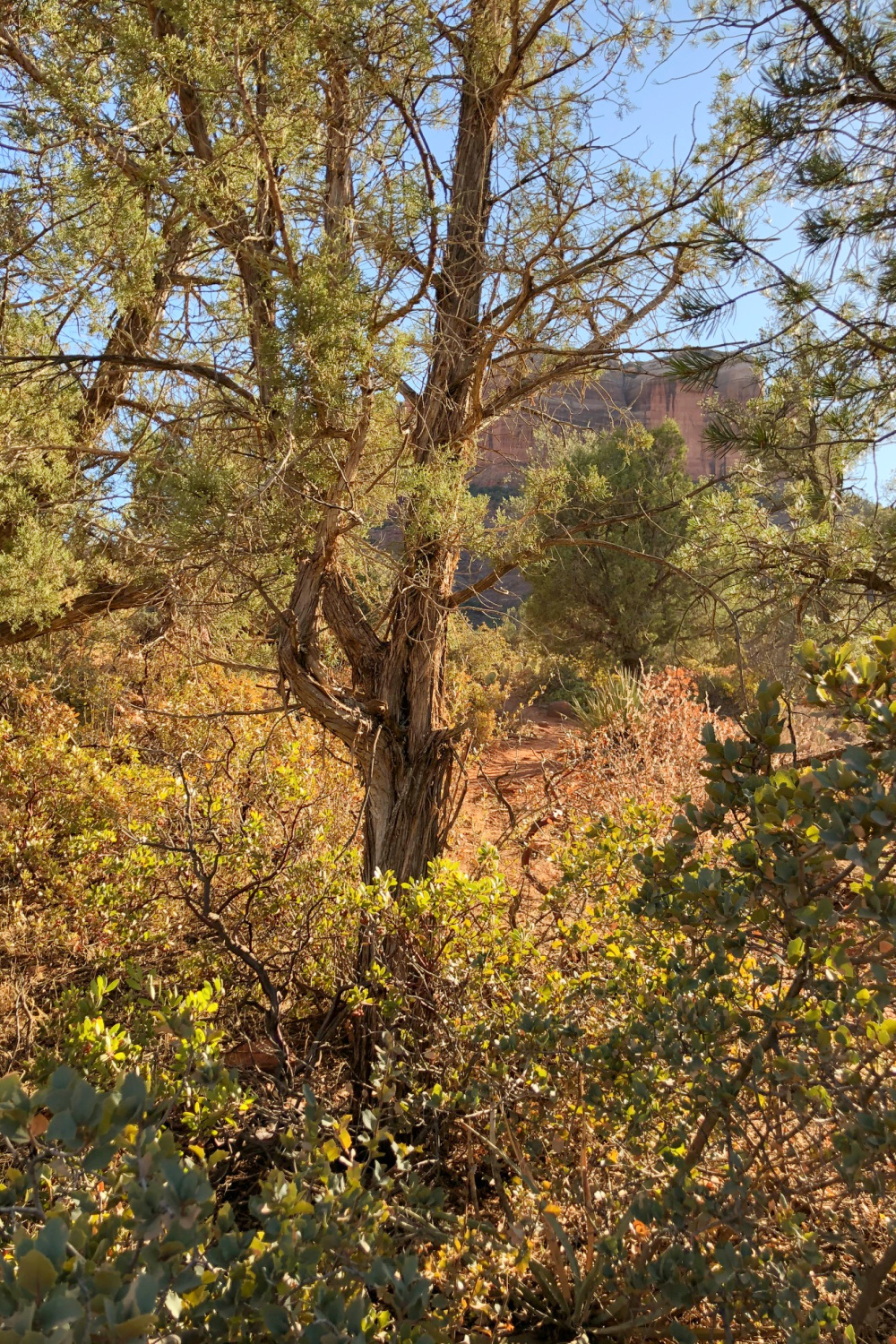 Arizona and Southwest landscape beauty with Saguaro cacti, mountains, and desert plants - Hello Lovely Studio.