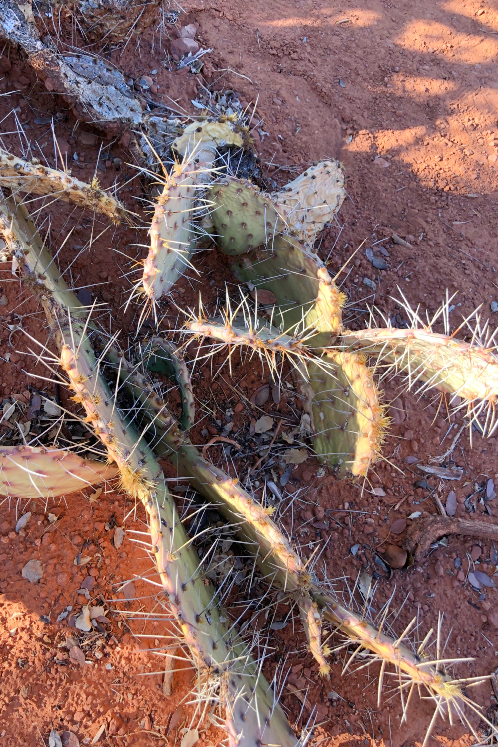 Arizona and Southwest landscape beauty with Saguaro cacti, mountains, and desert plants - Hello Lovely Studio.