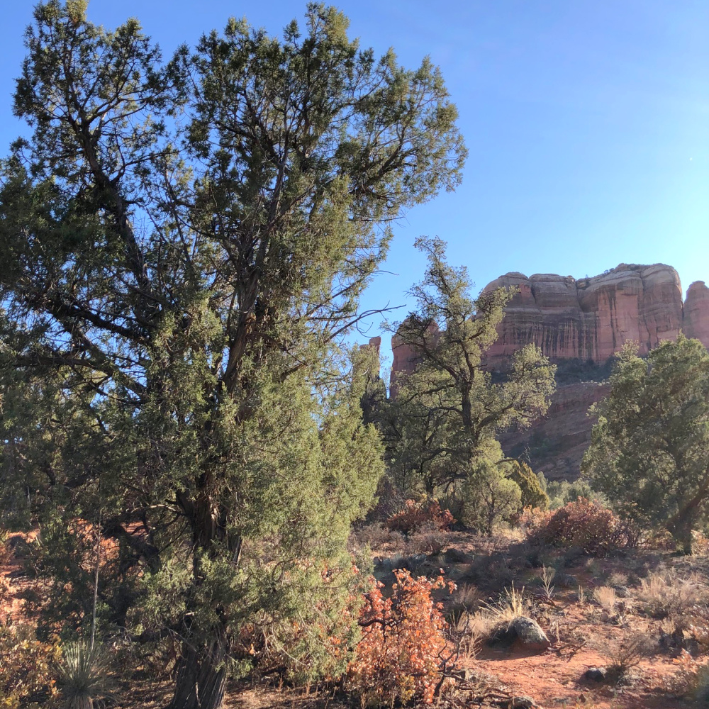 Cathedral Rock Park in Sedona, AZ - Hello Lovely Studio.