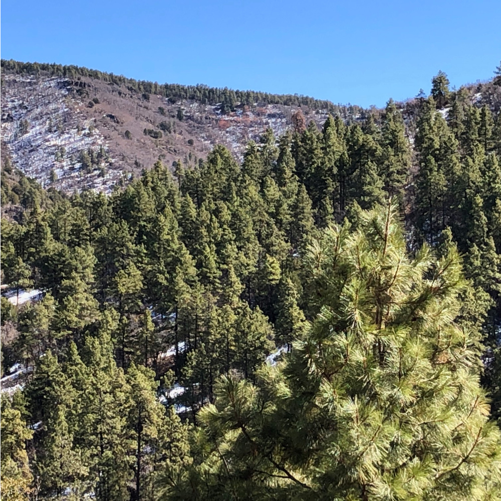 Beautiful evergreen forest with snow on the mountain along Route 179 in Arizona - Hello Lovely Studio.