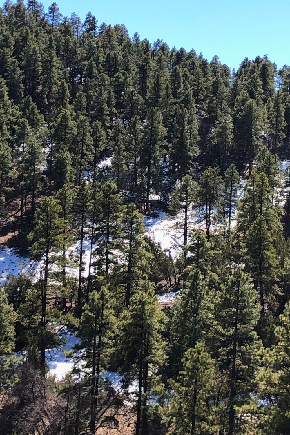 Beautiful evergreen forest with snow on the mountain along Route 179 in Arizona - Hello Lovely Studio.