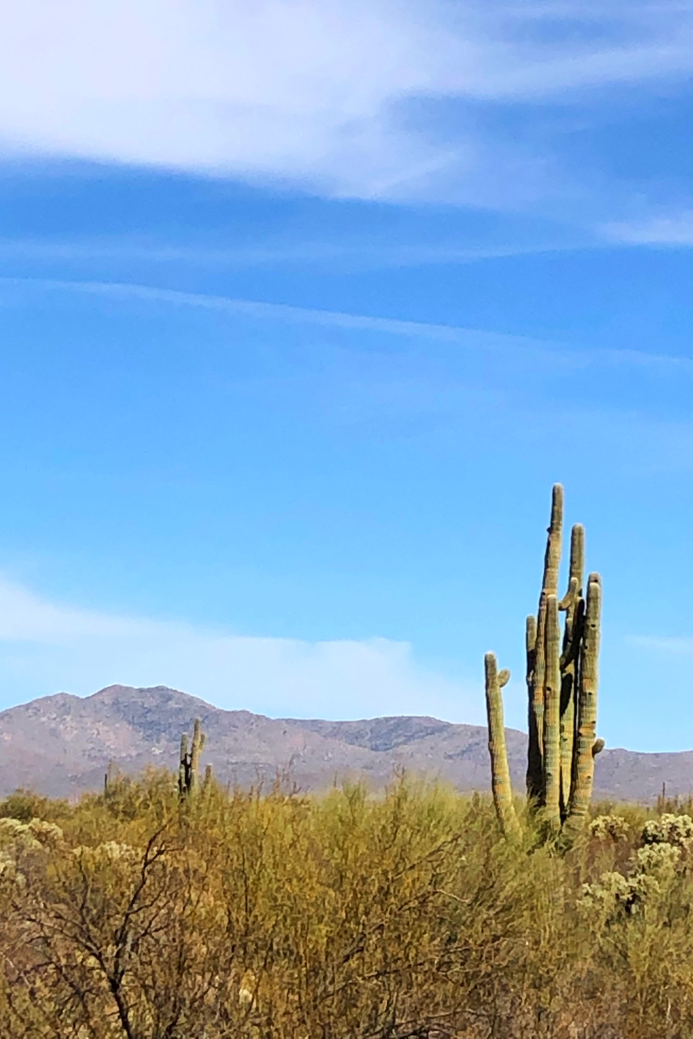 Arizona and Southwest landscape beauty with Saguaro cacti, mountains, and desert plants - Hello Lovely Studio.