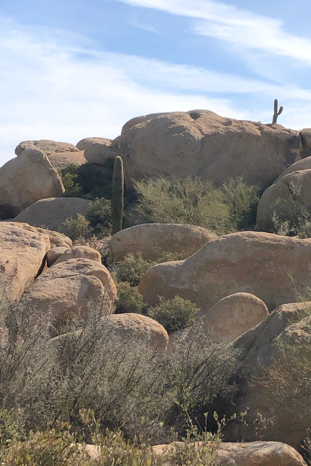 Arizona and Southwest landscape beauty with Saguaro cacti, mountains, and desert plants - Hello Lovely Studio.