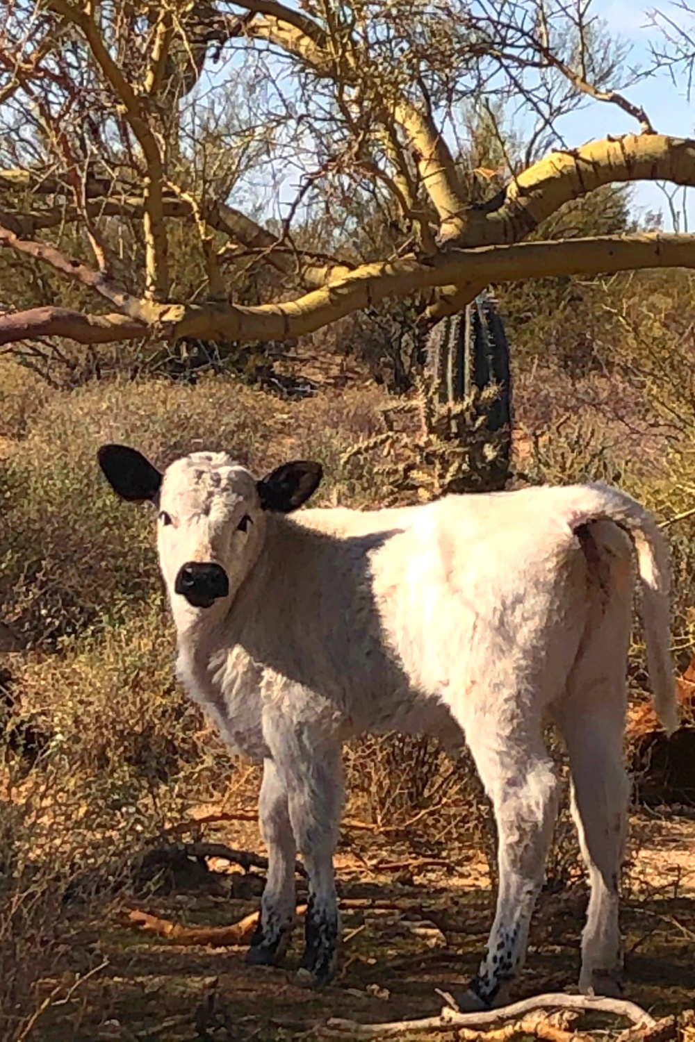 Young calf in the Arizona desert - Hello Lovely Studio.