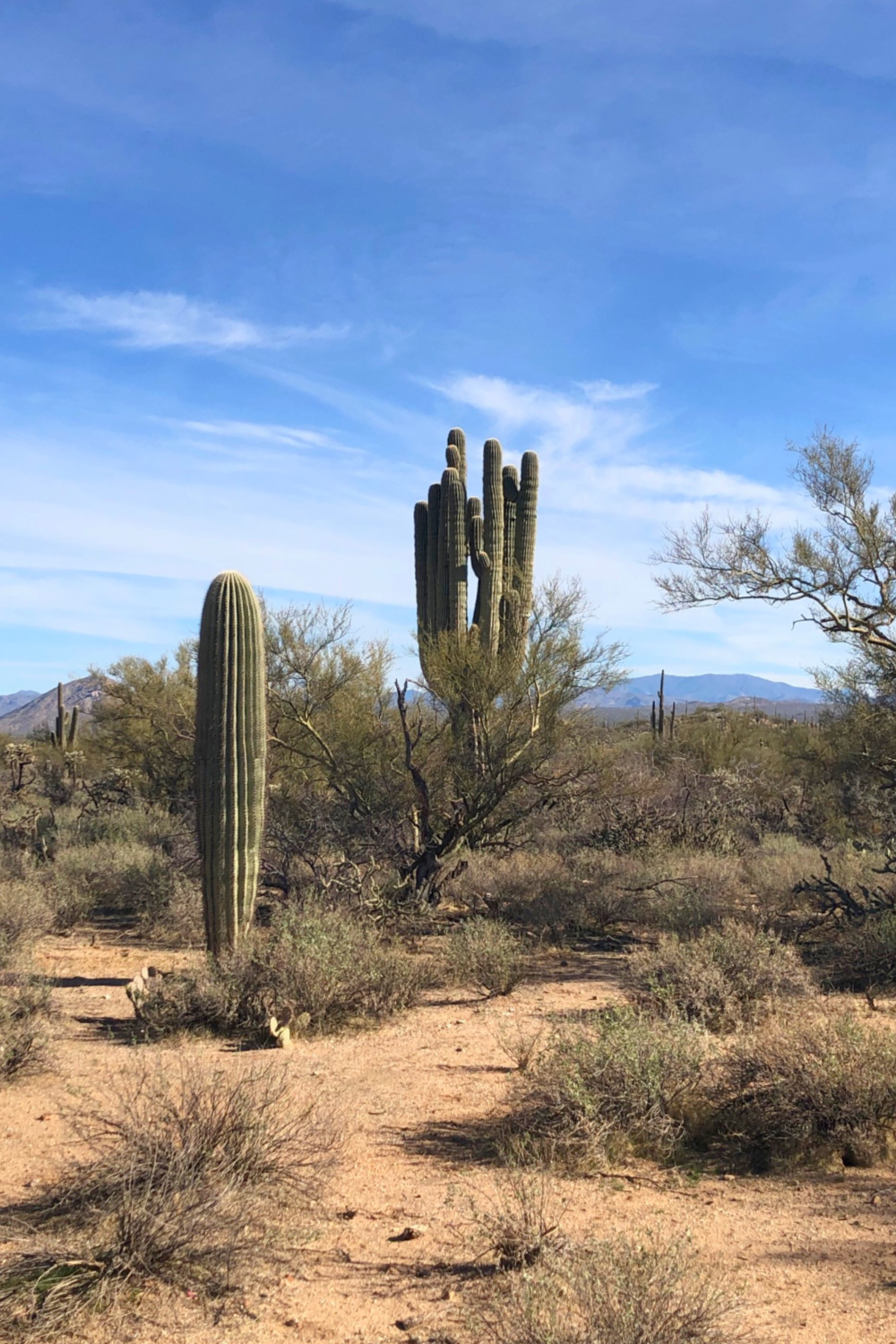 Arizona and Southwest landscape beauty with Saguaro cacti, mountains, and desert plants - Hello Lovely Studio.