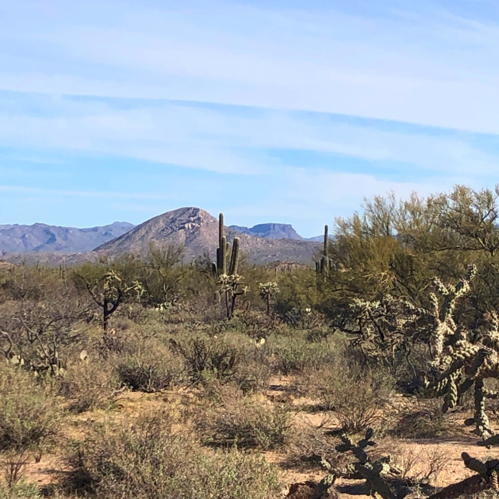 Arizona and Southwest landscape beauty with Saguaro cacti, mountains, and desert plants - Hello Lovely Studio.