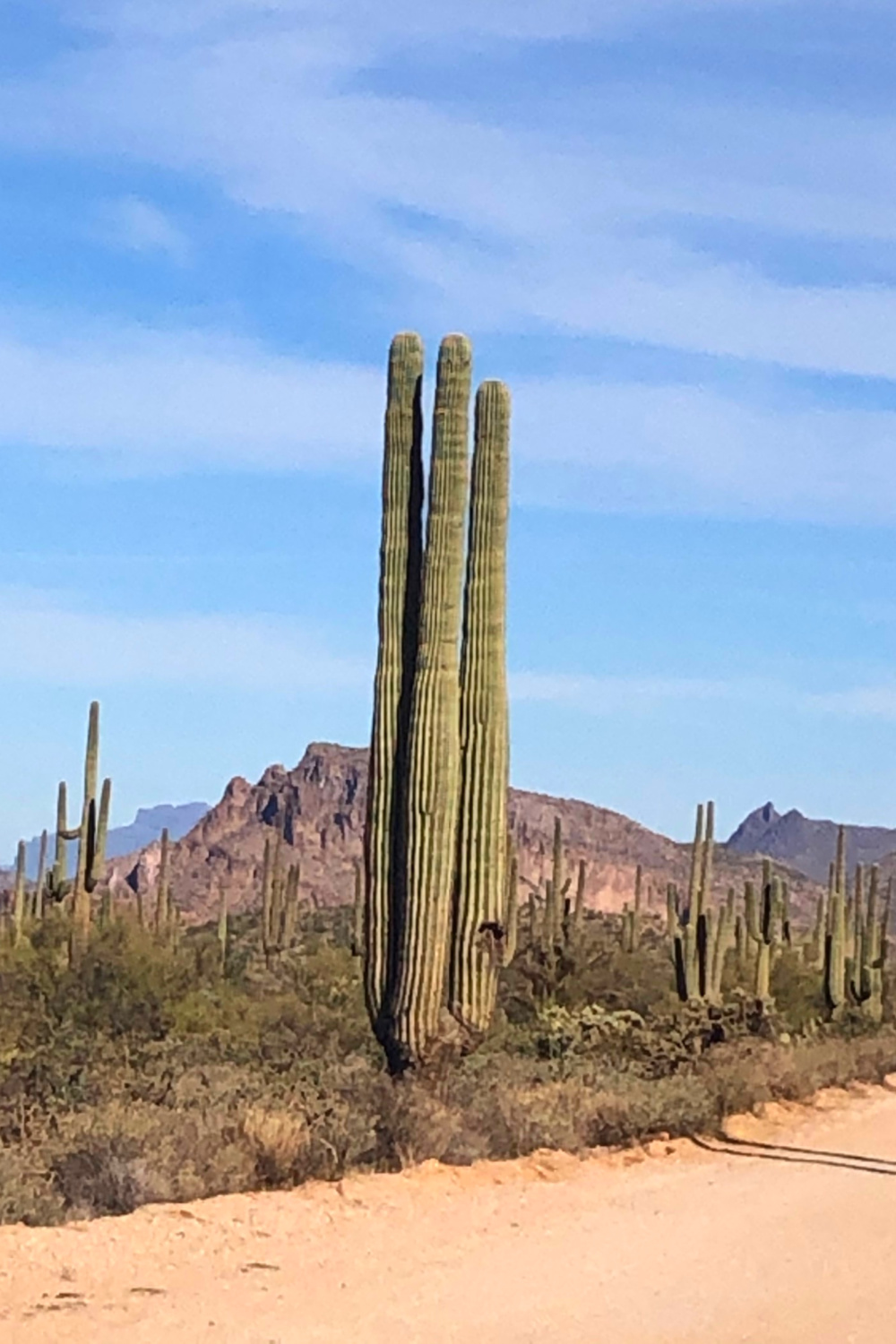 Arizona and Southwest landscape beauty with Saguaro cacti, mountains, and desert plants - Hello Lovely Studio.