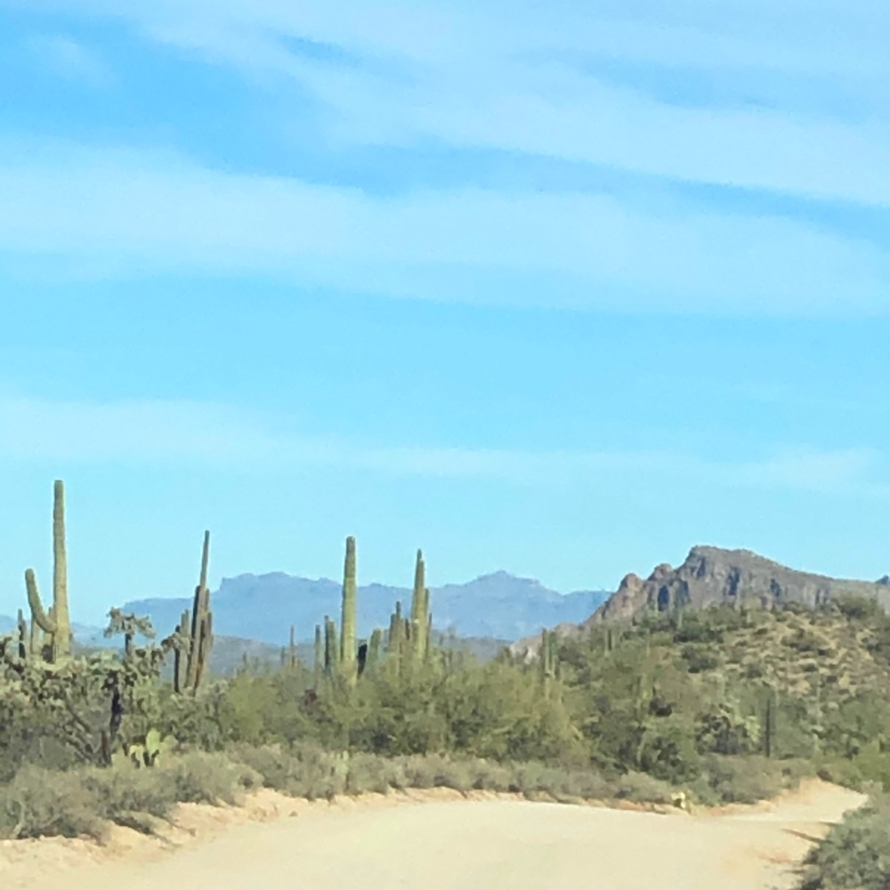 Arizona and Southwest landscape beauty with Saguaro cacti, mountains, and desert plants - Hello Lovely Studio.