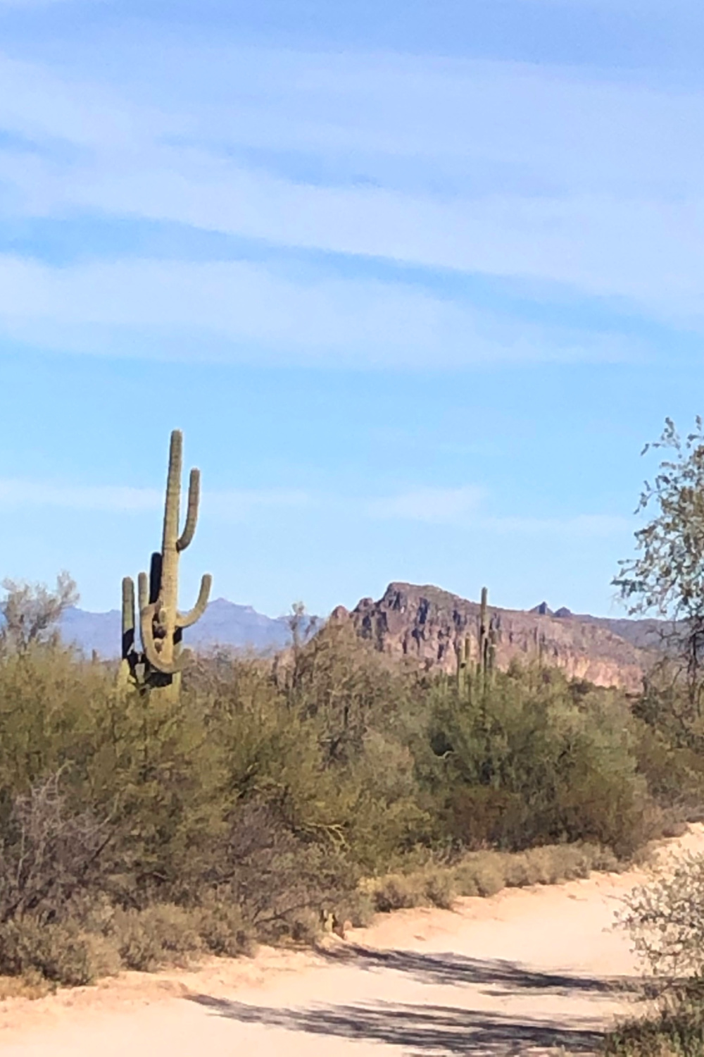 Arizona and Southwest landscape beauty with Saguaro cacti, mountains, and desert plants - Hello Lovely Studio.