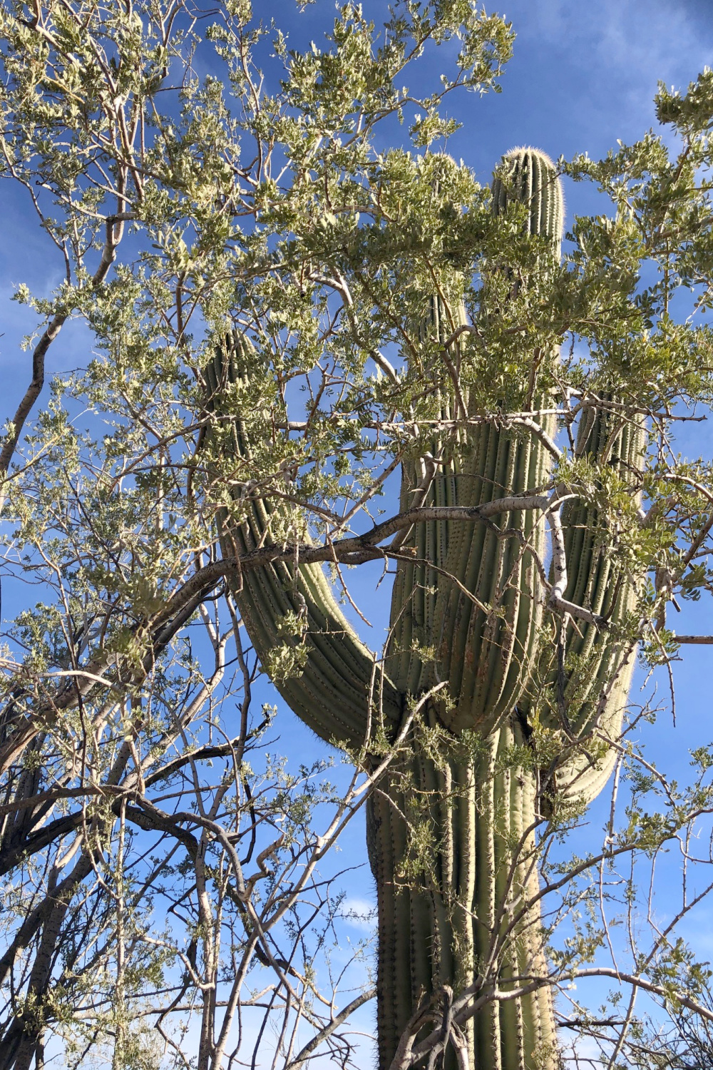 Arizona and Southwest landscape beauty with Saguaro cacti, mountains, and desert plants - Hello Lovely Studio.