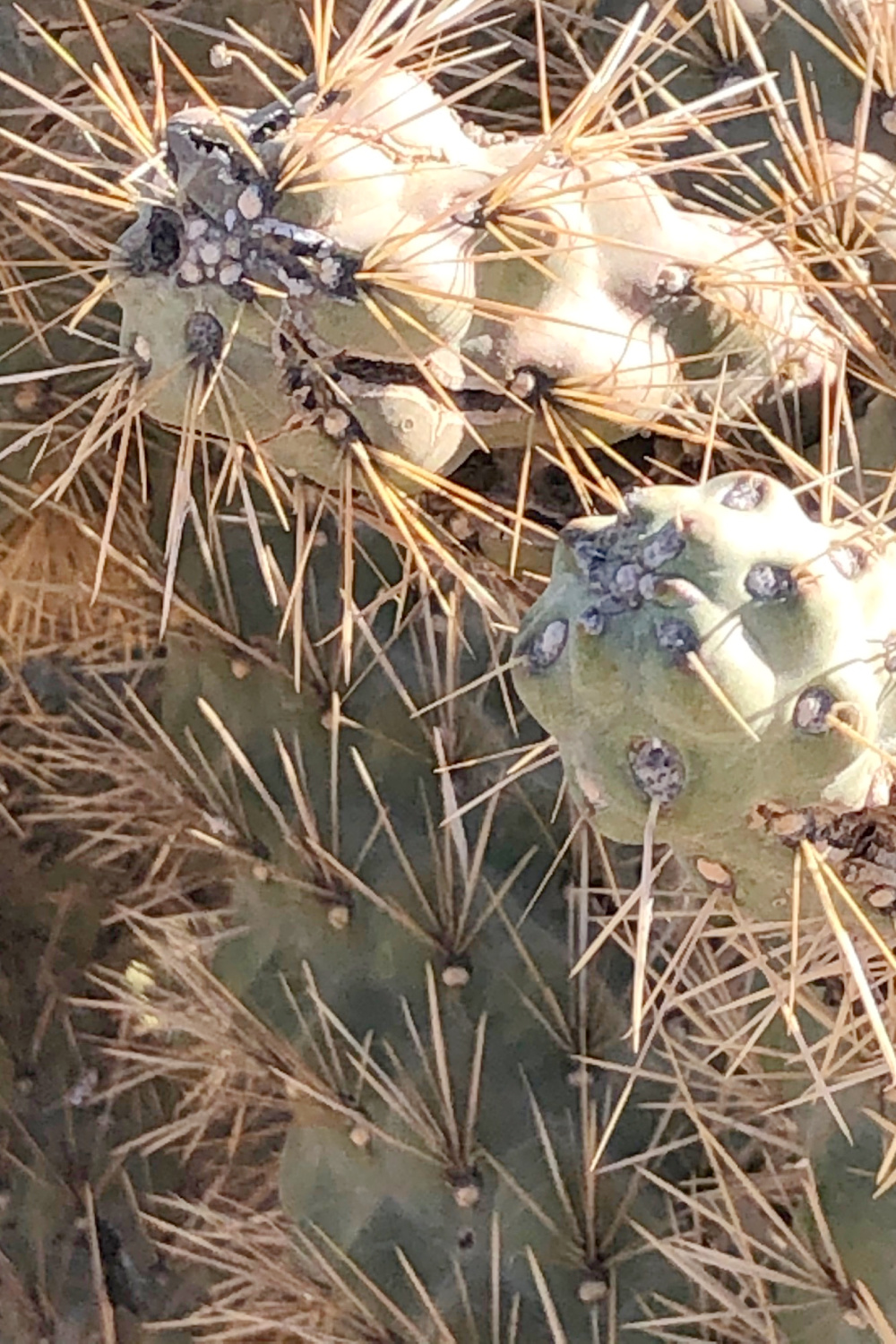 Arizona and Southwest landscape beauty with Saguaro cacti, mountains, and desert plants - Hello Lovely Studio.