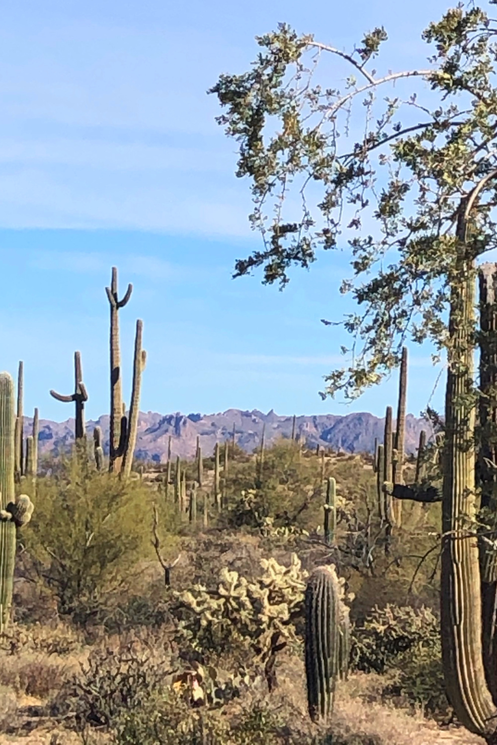 Arizona and Southwest landscape beauty with Saguaro cacti, mountains, and desert plants - Hello Lovely Studio.