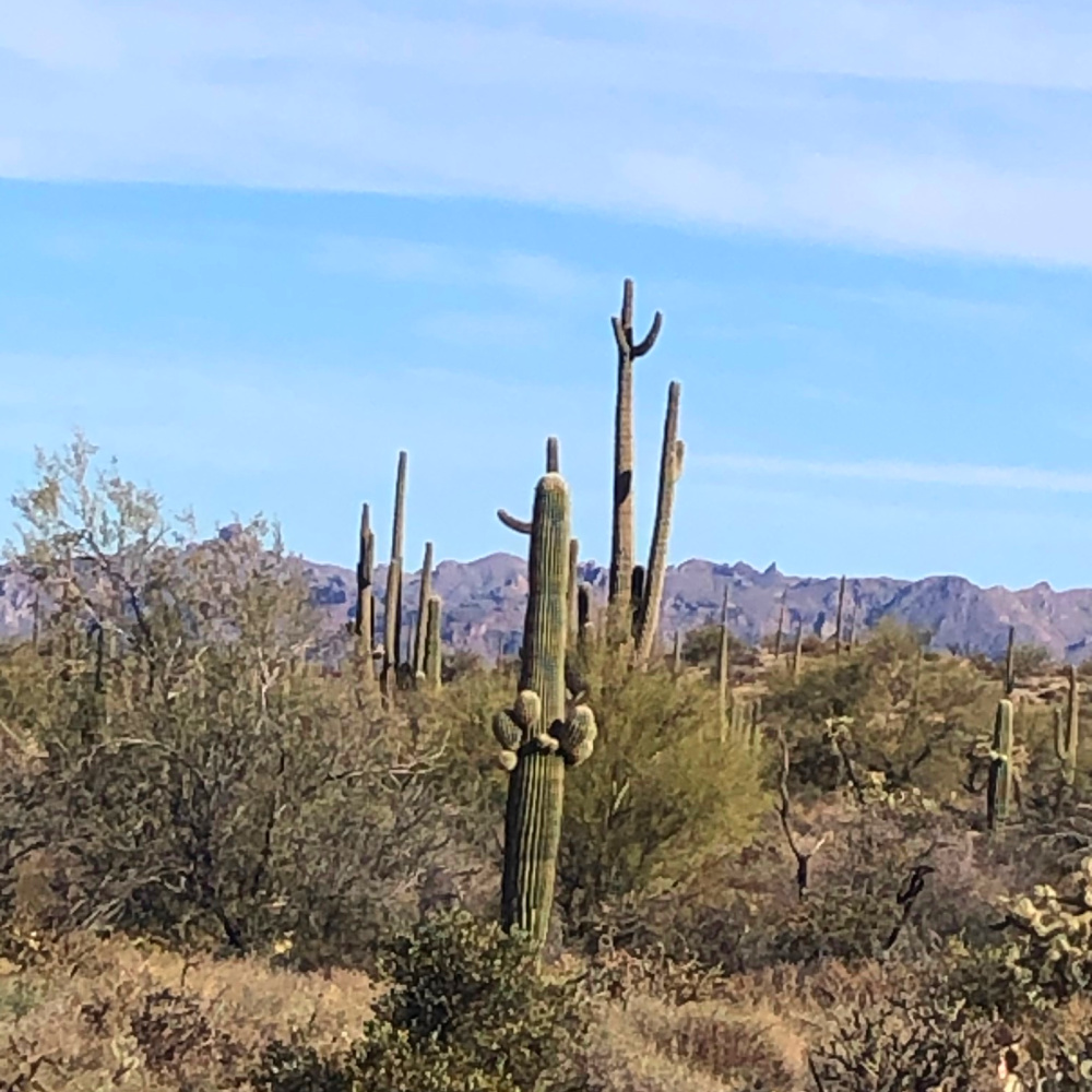 Arizona and Southwest landscape beauty with Saguaro cacti, mountains, and desert plants - Hello Lovely Studio.