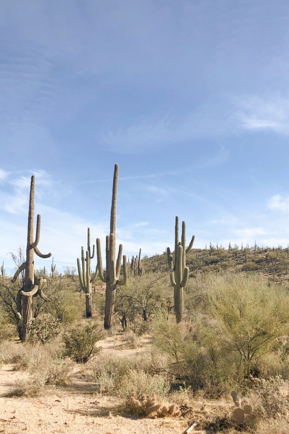 Arizona and Southwest landscape beauty with Saguaro cacti, mountains, and desert plants - Hello Lovely Studio.