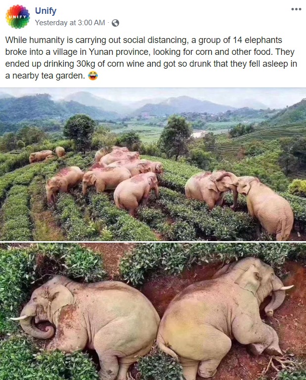 While humans are social distancing, in Asia, elephants get drunk from corn wine and pass out in tea garden. #happynews #elephants #drunkelephants