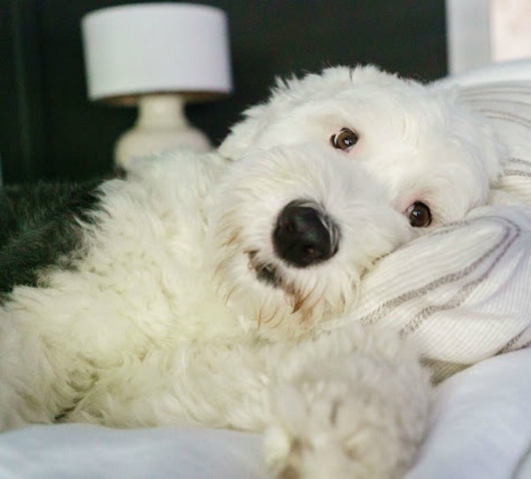 Old English Sheepdog with head resting peacefully on pillow in the bedroom of designer Sherry Hart.