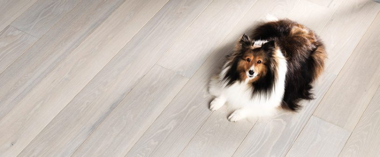 Carlisle Wide Plank Floors Celestial Collection - with a sweet collie enjoying the comfort. #carlislehardwoodfloors #flooring #hardwoodfloors #lightwood