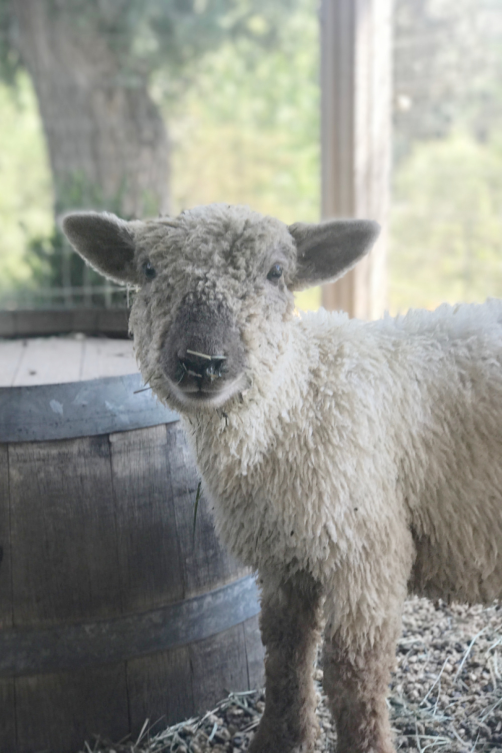 Babydoll sheep (Cashmere) from Patina Farm - a rustic modern farmhouse in Ojai, California by Brooke Giannetti & Steve Giannetti. #babydoll #sheep #farmanimals #patinafarm