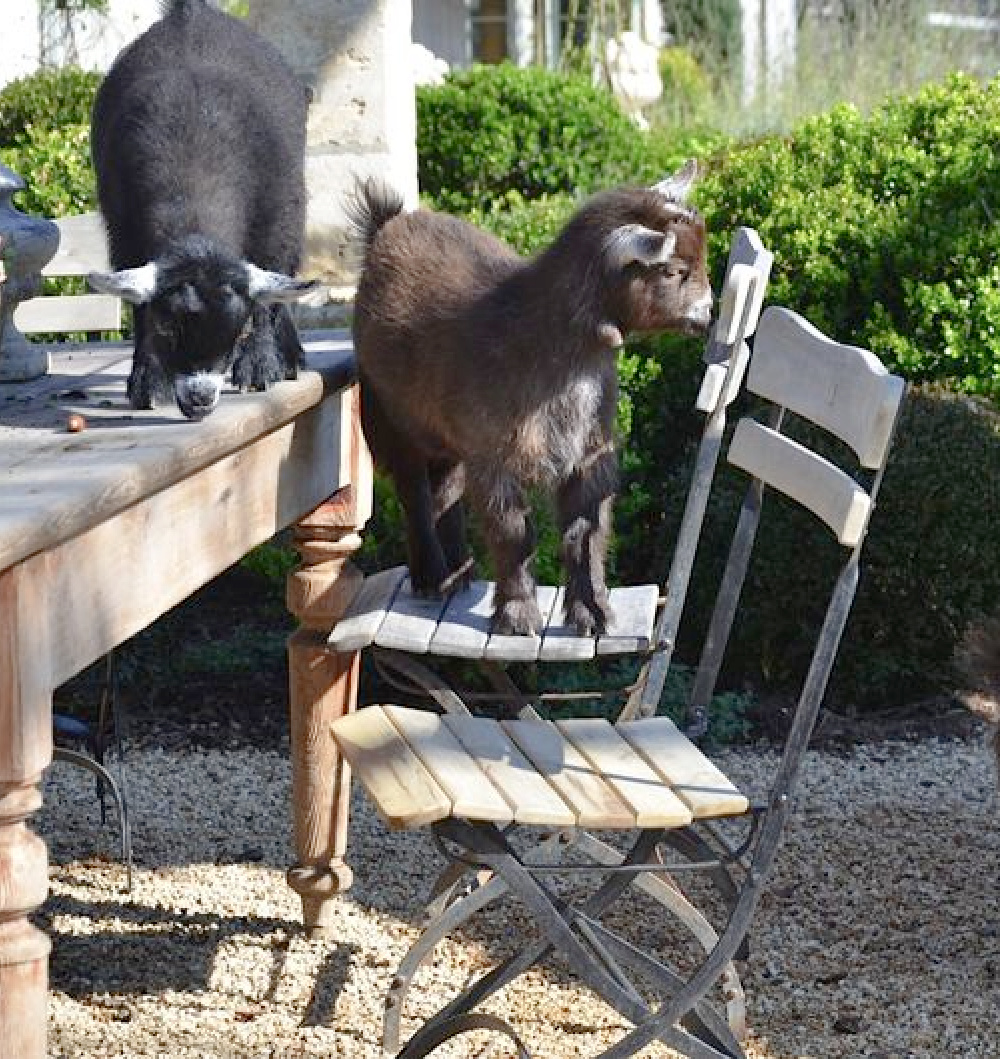 Patina Farm outdoor dining area where pygmy goats are frolicking - Brooke Giannetti. #patinafarm #pygmygoats #africangoats #farmanimals #frenchfarmhouse