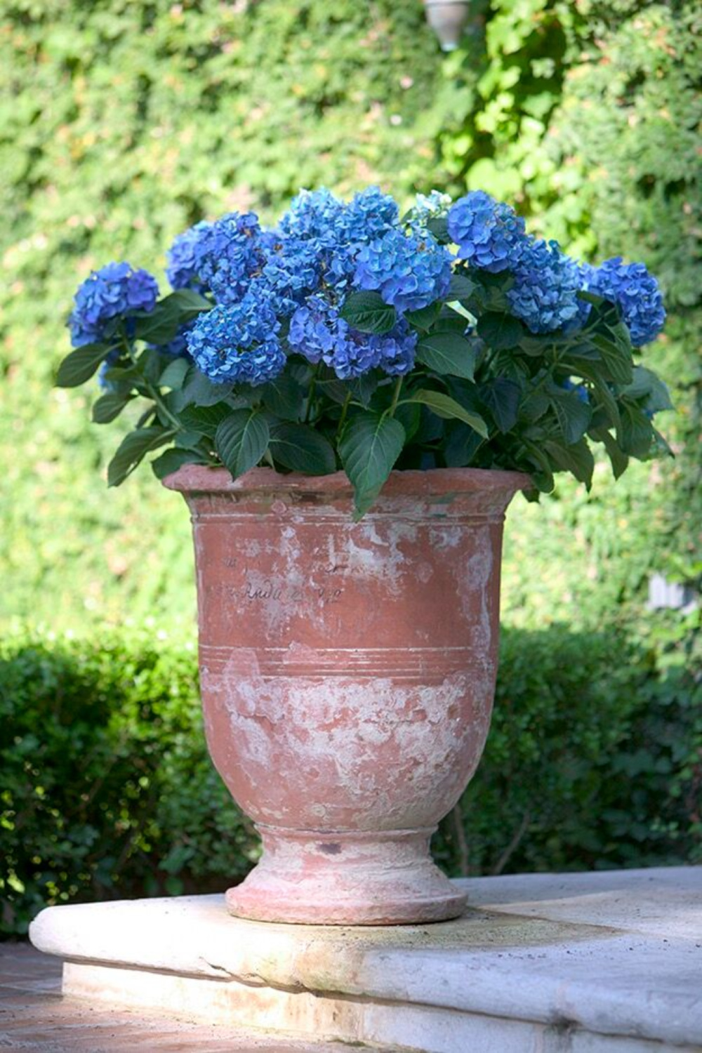 Blue hydrangeas in terracotta urn in French garden of Ruth Gay (Chateau Domingue).