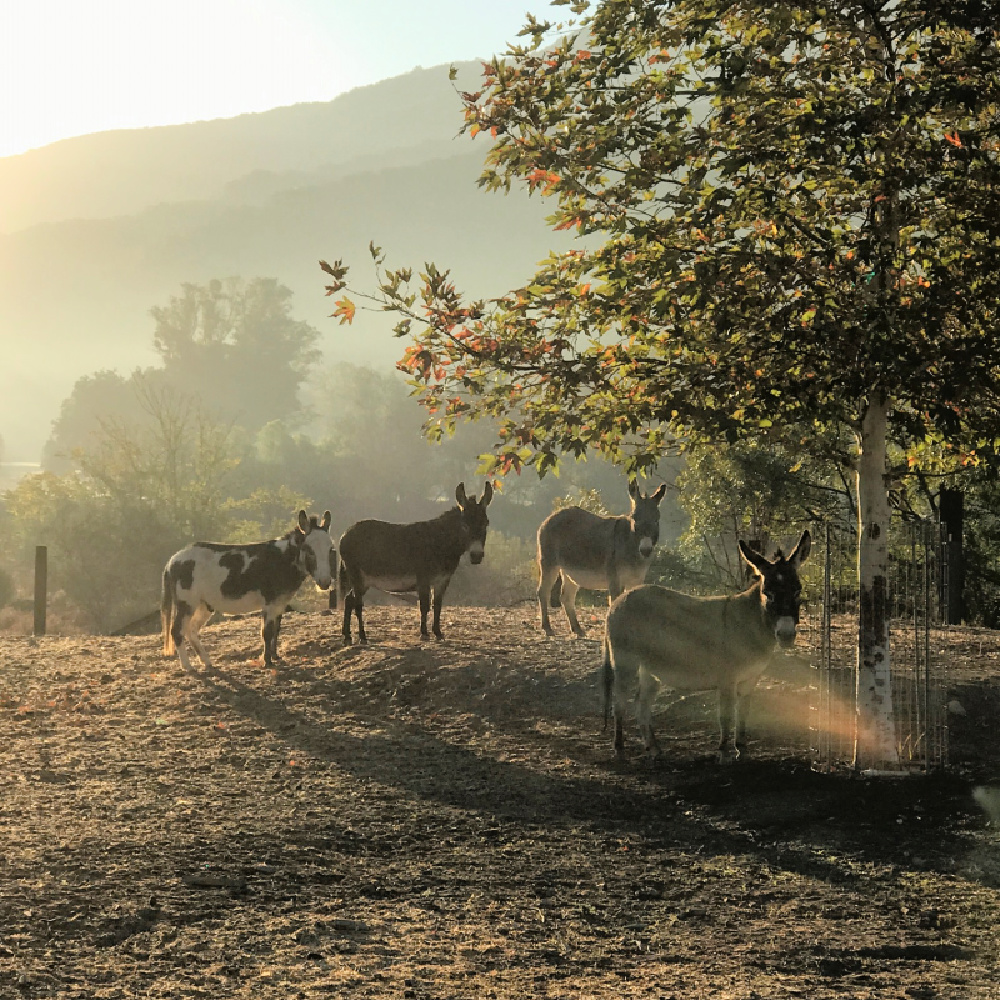 Donkeys at Patina Farm. Brooke Giannetti. #patinafarm #giannettihome #ojai #modernfarmhouse