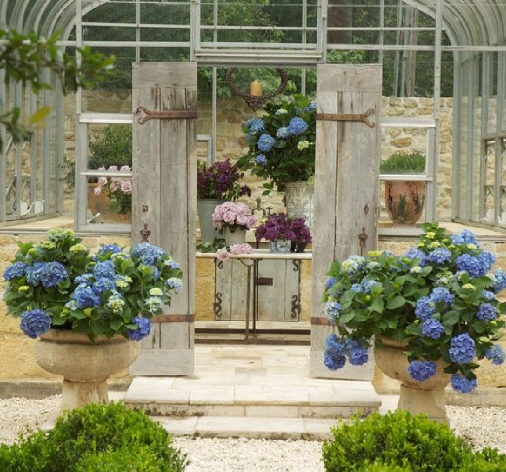 Pots blooming blue and a breathtaking greenhouse sing - Chateau Domingue. #frenchgarden #greenhouse #elegantgarden