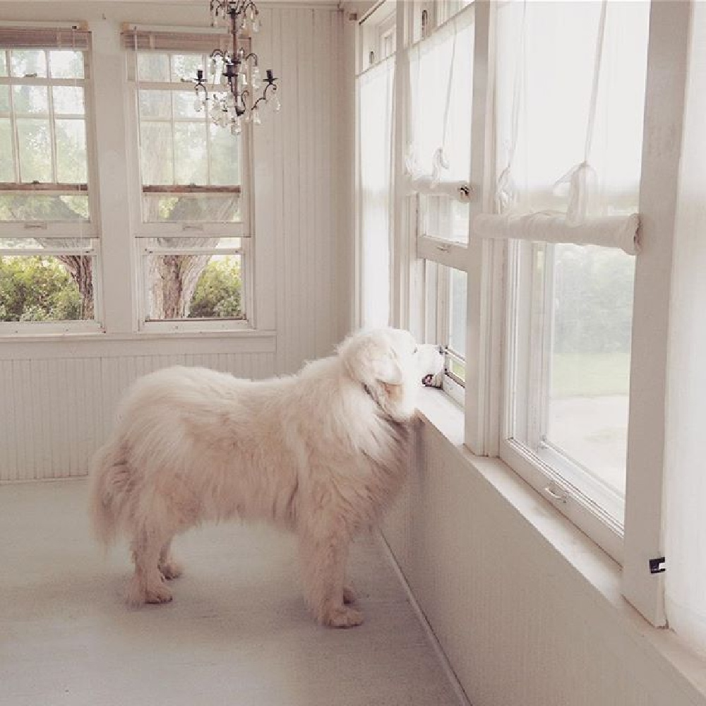 Great White Pyrenees in an all white Scandi cottage with French Nordic treasures - My Petite Maison.