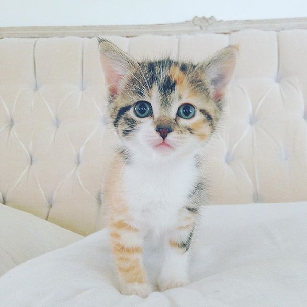 Beautiful kitty cat on a tufted French Nordic sofa. My Petite Maison.