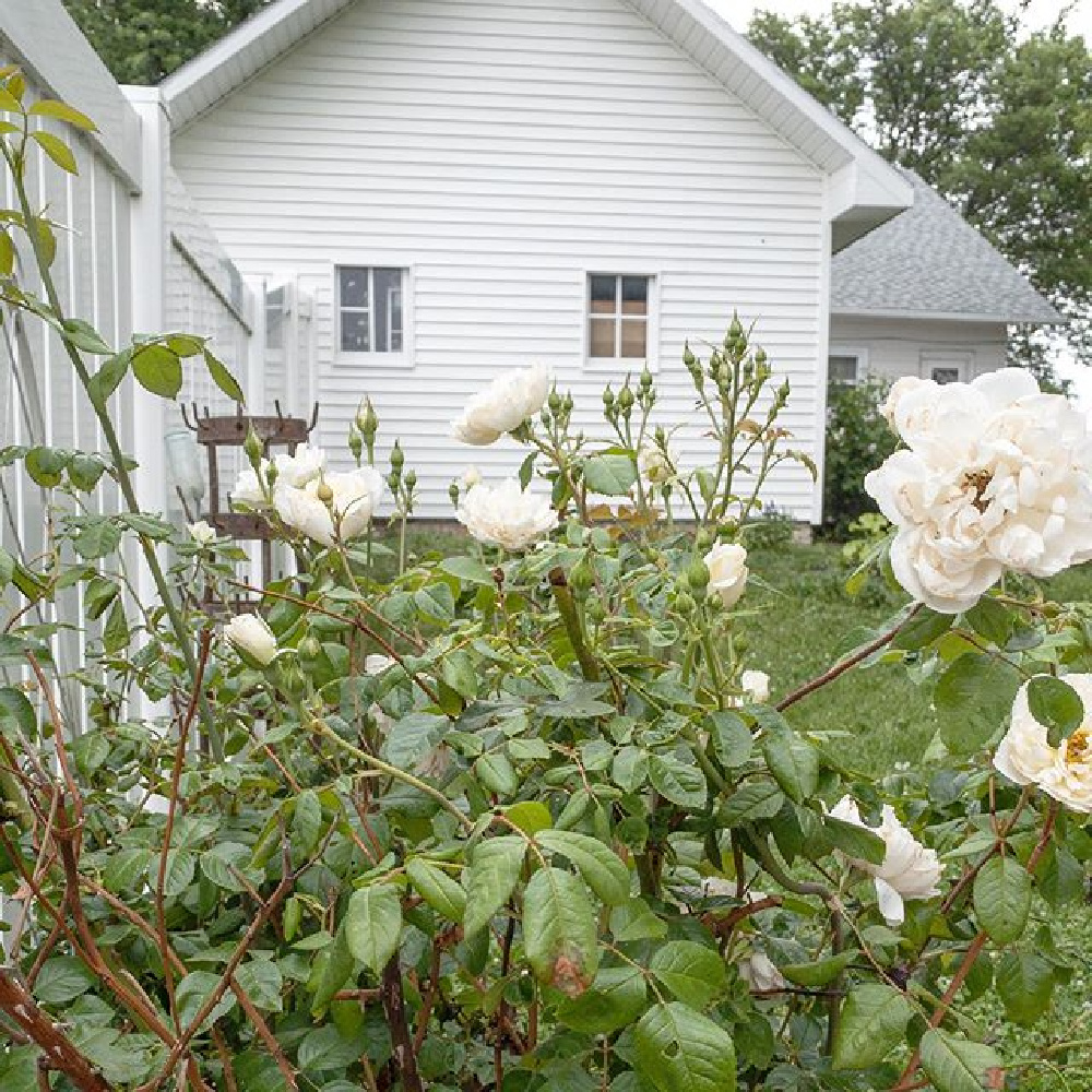 All white Nordic French decor in a darling Swedish immigrant's cottage - My Petite Maison. #whitedecor #allwhite #nordicfrench #shabbychic #interiordesign #whitecottage #frenchnordic