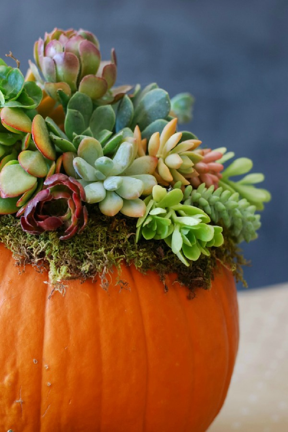 Vibrant colorful fall centerpiece for Thanksgiving or everyday! Succulents in a bright orange pumpkin - Simply Happenstance. #falltable #tablescape #centerpiece #tabletop #florals #autumn #pumpkins